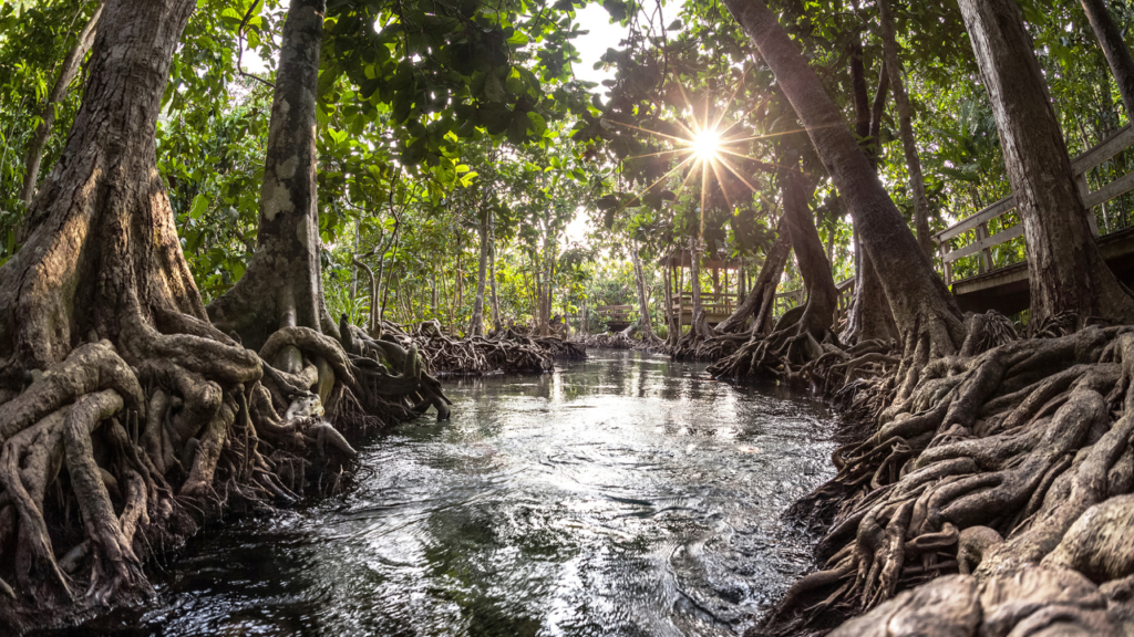 Los blue carbon credits aprovechan manglares para capturar CO₂ y combatir el cambio climático.