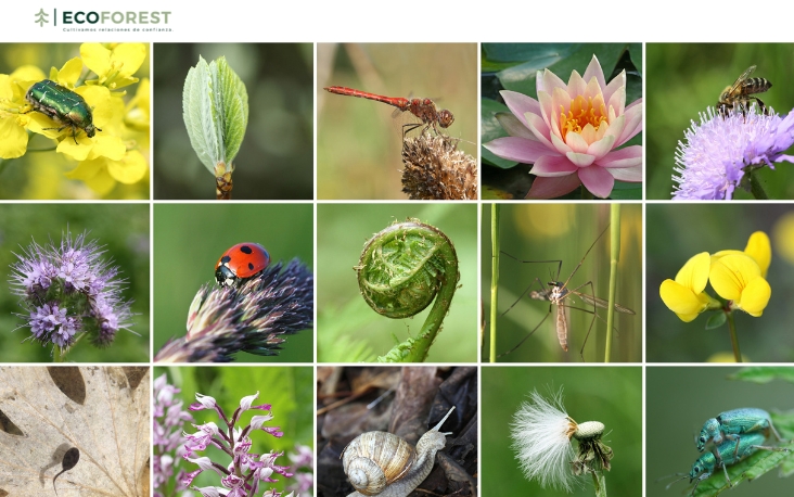 La importancia de la diversidad en la fauna: clave para el equilibrio de los ecosistemas